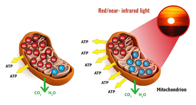 rotes Licht regt die Mitochondrien zur Produktion von ATP und H2O an